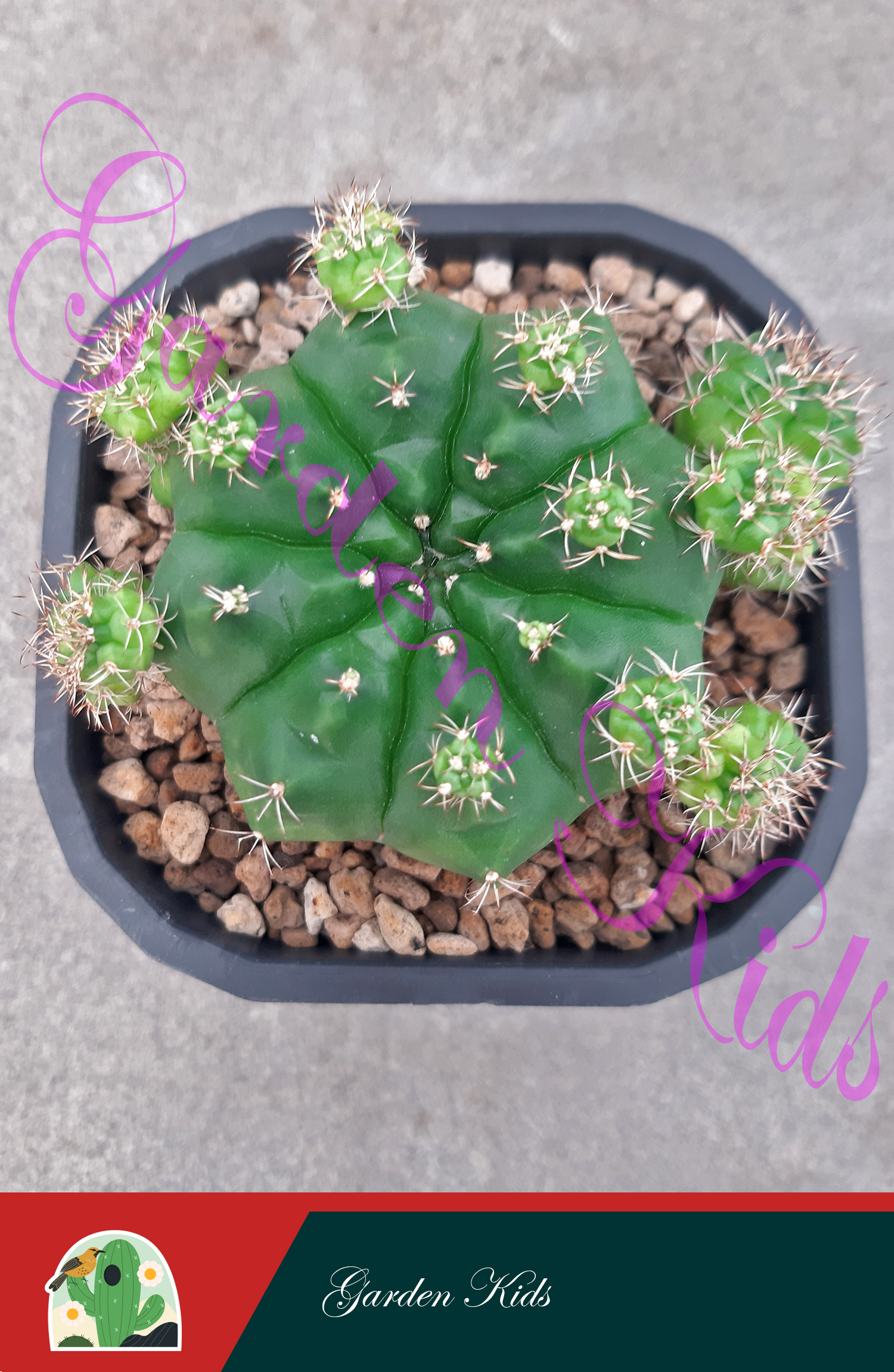 Xương rồng Gymnocalycium Damsii