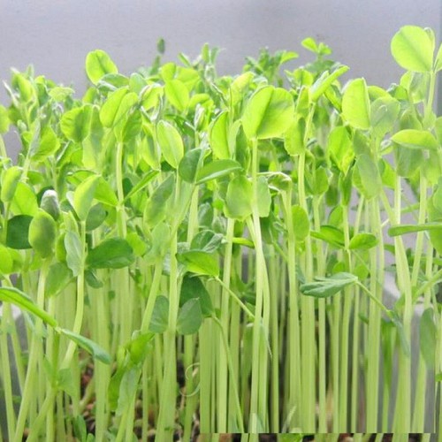 Hạt giống mầm đậu hà lan - Gói 50gram - VTNN2