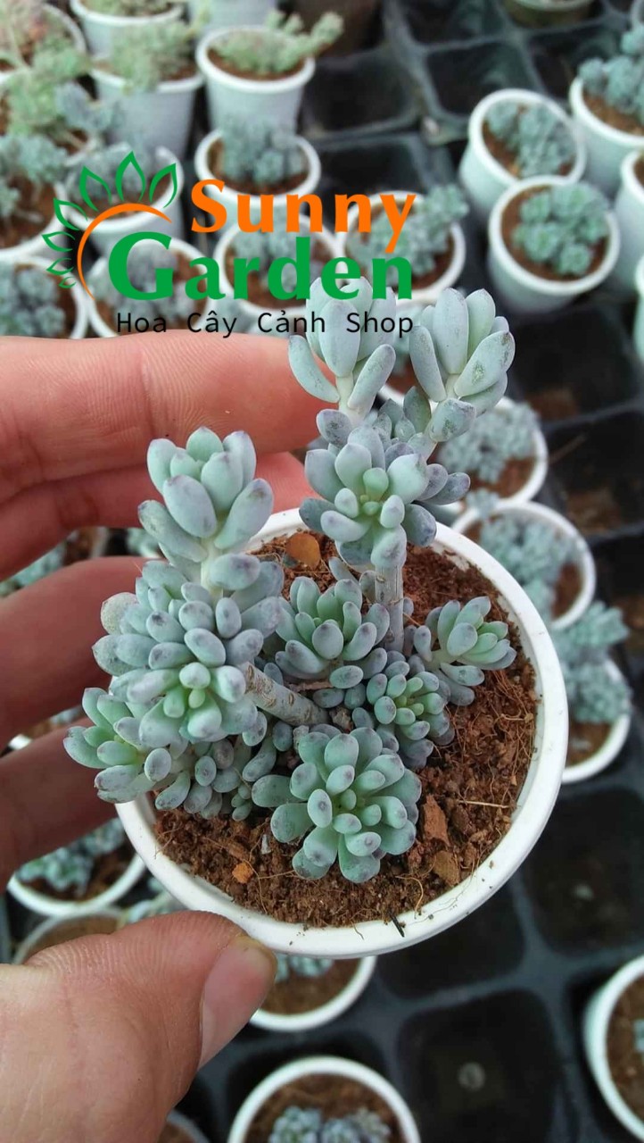 Sen Đá Hạt Nếp