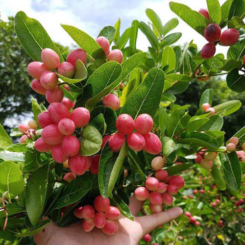 Cây giống Si Rô. [ Siêu sớm, siêu quả ]