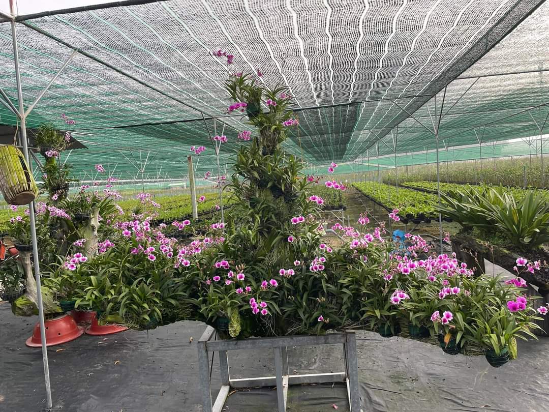 hoa lan yaya mini trưởng thành