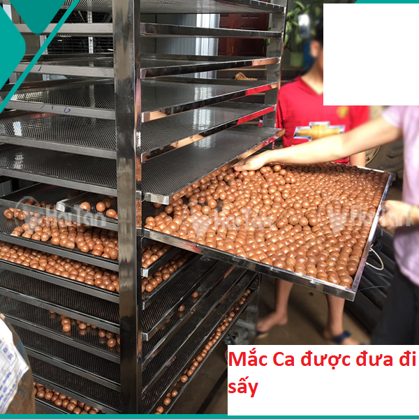 Hạt macca, Mắc Ca Tây Nguyên Sấy Nứt (Có Tặng Dụng Cụ Tách Vỏ)