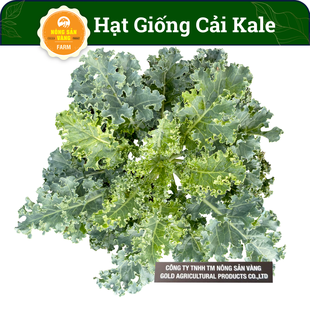 Seeds kale kale high germination, growth and development, disease resistance high (package 2 grams)-shallow gold