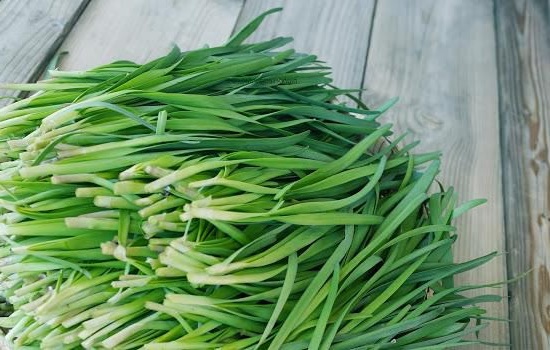 [HCM]1g Hạt Giống Hẹ Cao Sản Chất Lượng