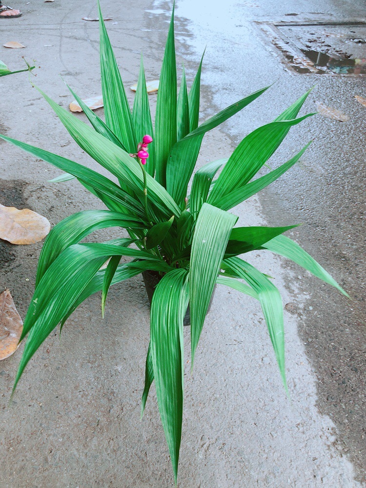 Chu Đỉnh Lan (lan đất)