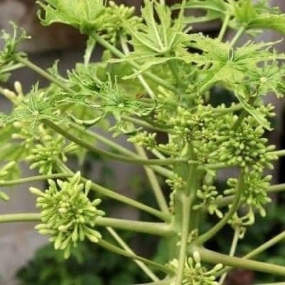 giống cây đu đu đực ( cây cấy mô - cam kết chuẩn giống)