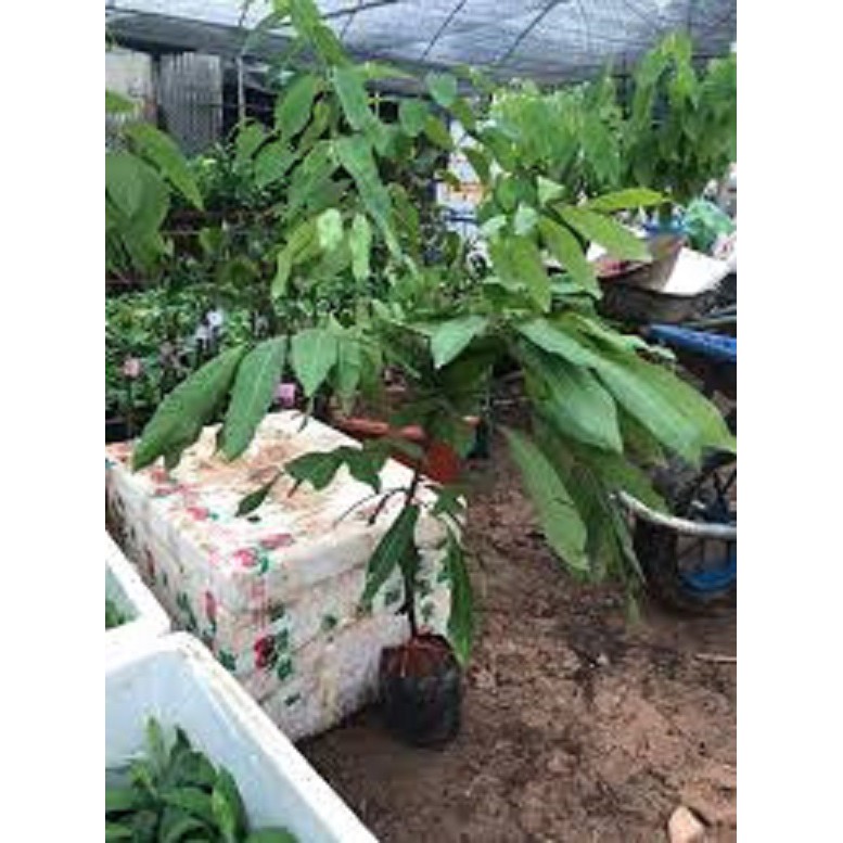 CÂY GIỐNG NHÃN LỒNG MUỘN SIÊU NGON SIÊU QUẢ