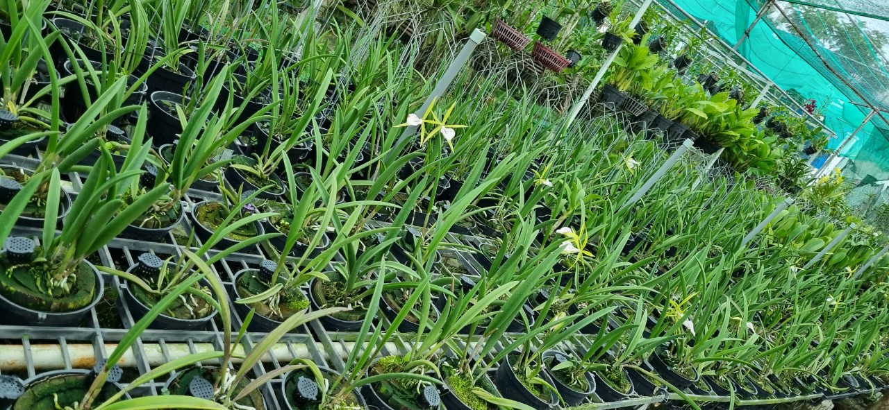 HOA LAN BRASS XANH LƯỠI ĐỐM