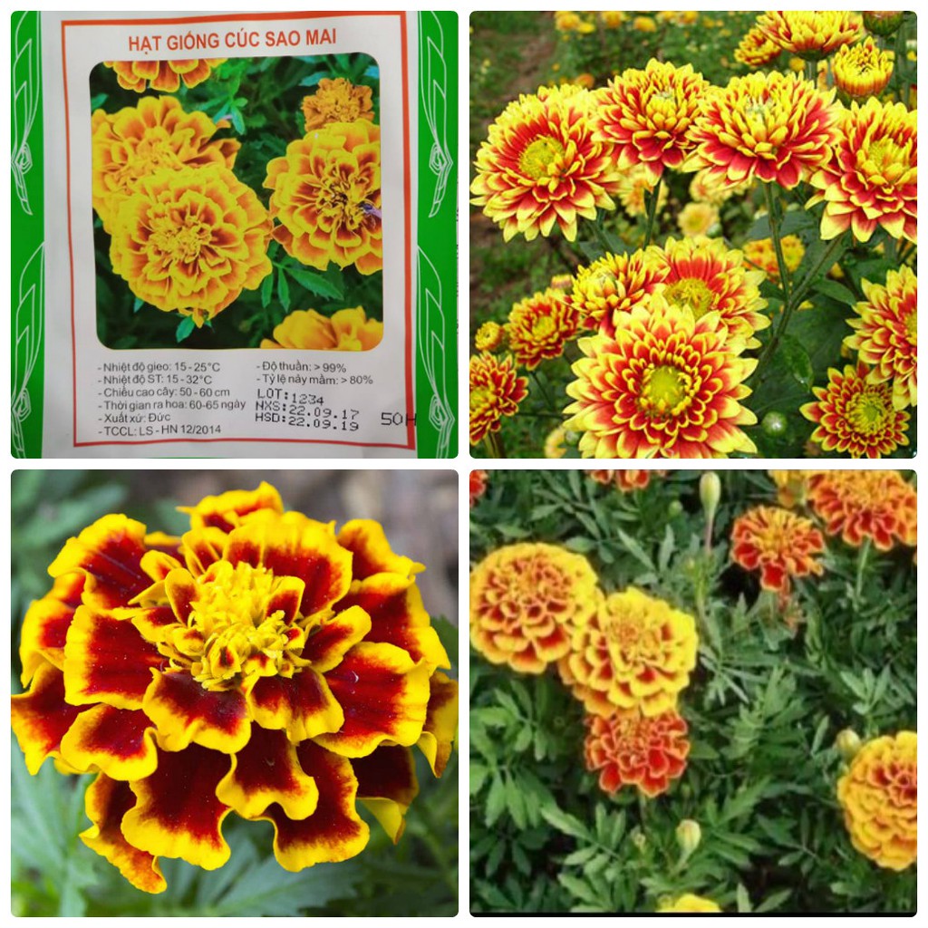 Star Apricot Chrysanthemum Seeds - (50 Seeds/Package)