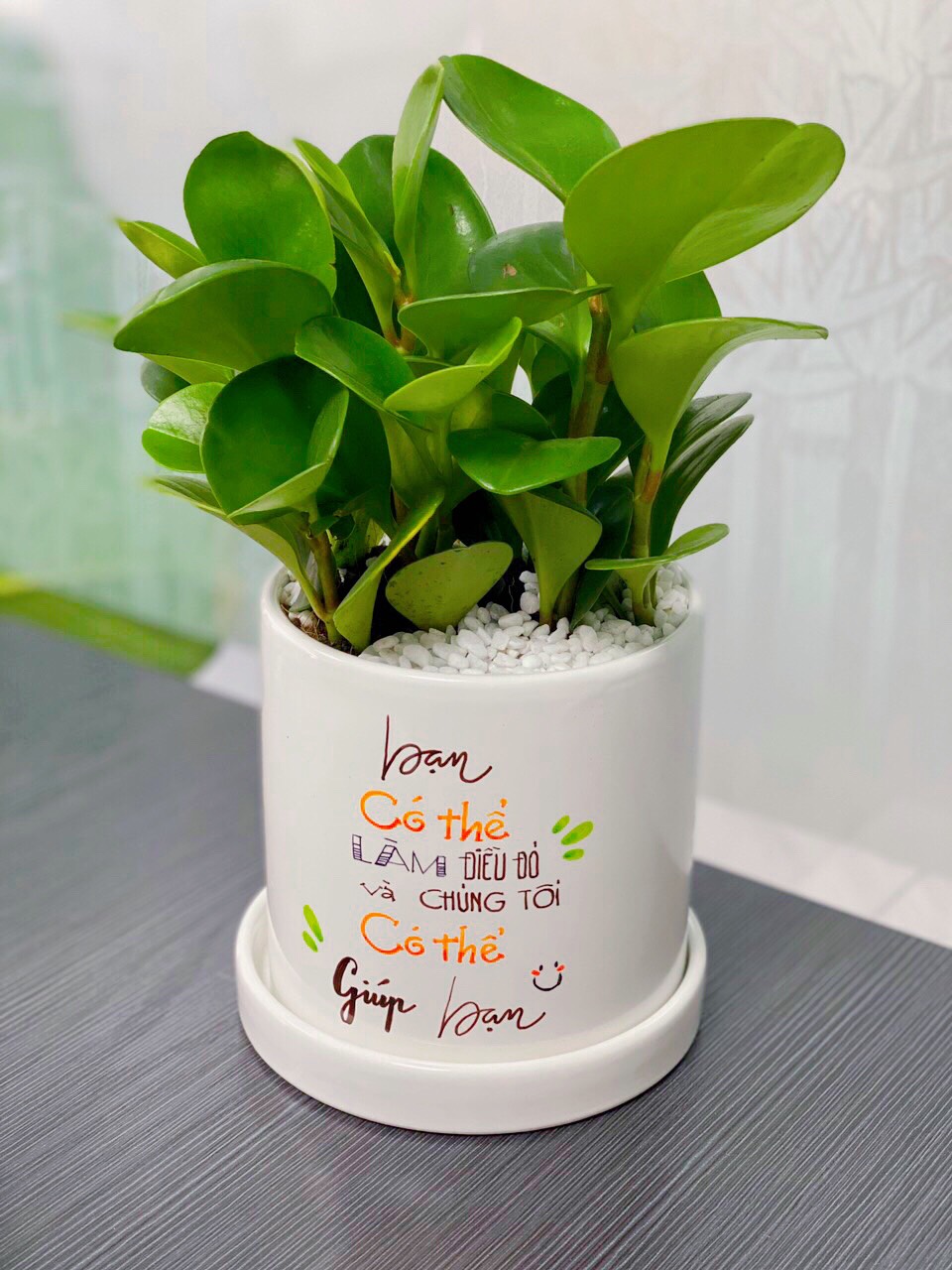 cây trường sinh - cây phong thủy mini để bàn