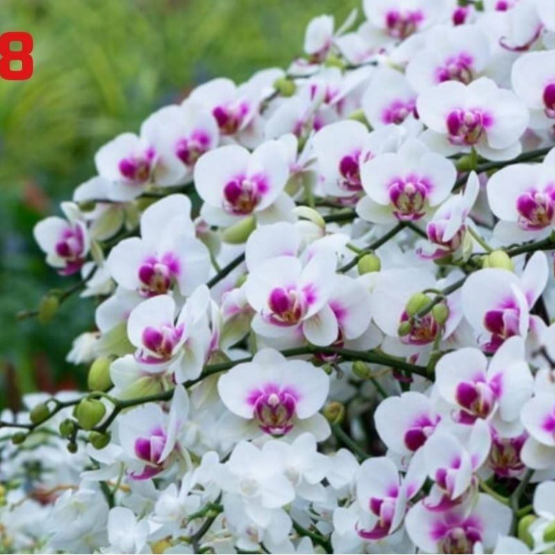 HỒ ĐIỆP CÂY GIỐNG