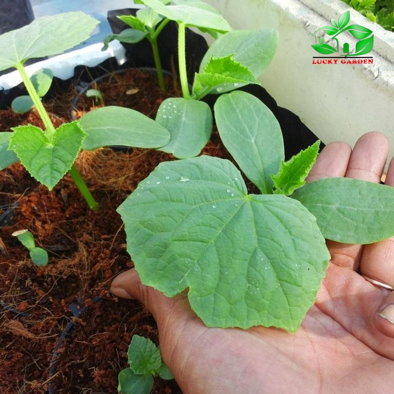 HẠT GIỐNG DƯA LƯỚI VÀNG - 10 HẠT