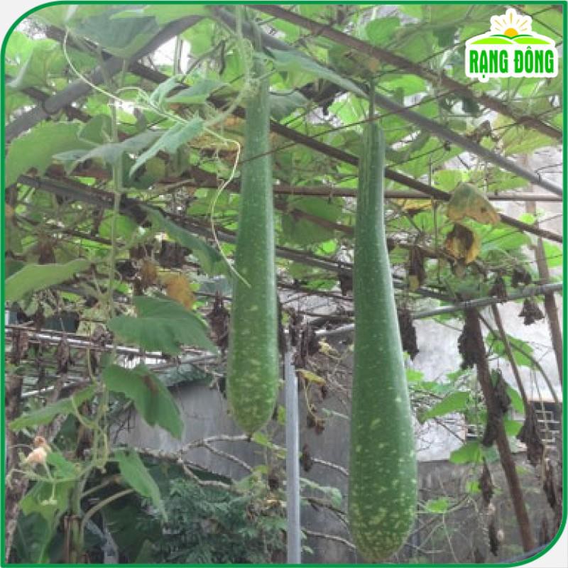Hạt giống bầu sao siêu dài 10 hạt/gói