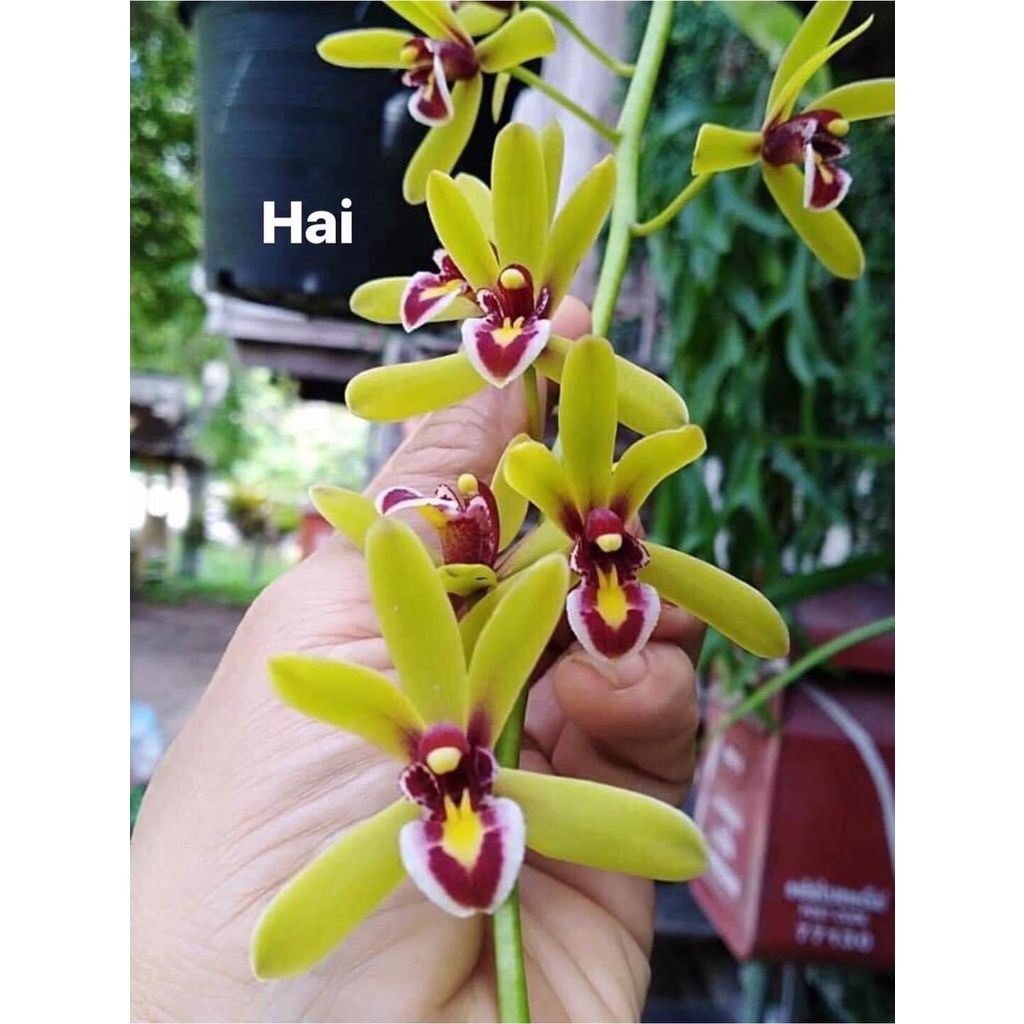 Hoa Lan kiếm Thái(1 cây) HOA TẾT