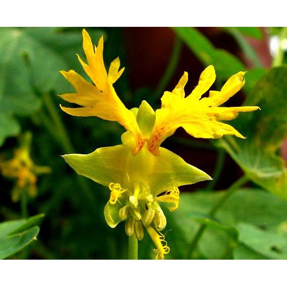 [GÍA GỐC] Hạt Giống Hoa Cánh Phượng - 4 Hạt