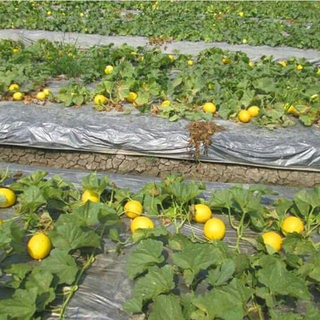 - Melon Seeds