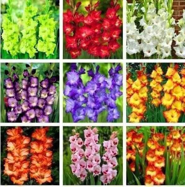 Combo 10 củ giống hoa lay ơn mix màu