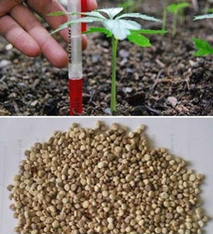 BỘ 2 gói hạt giống nhân sâm Hàn Quốc  ( tặng kèm 1 gói kích hạt nảy mầm )