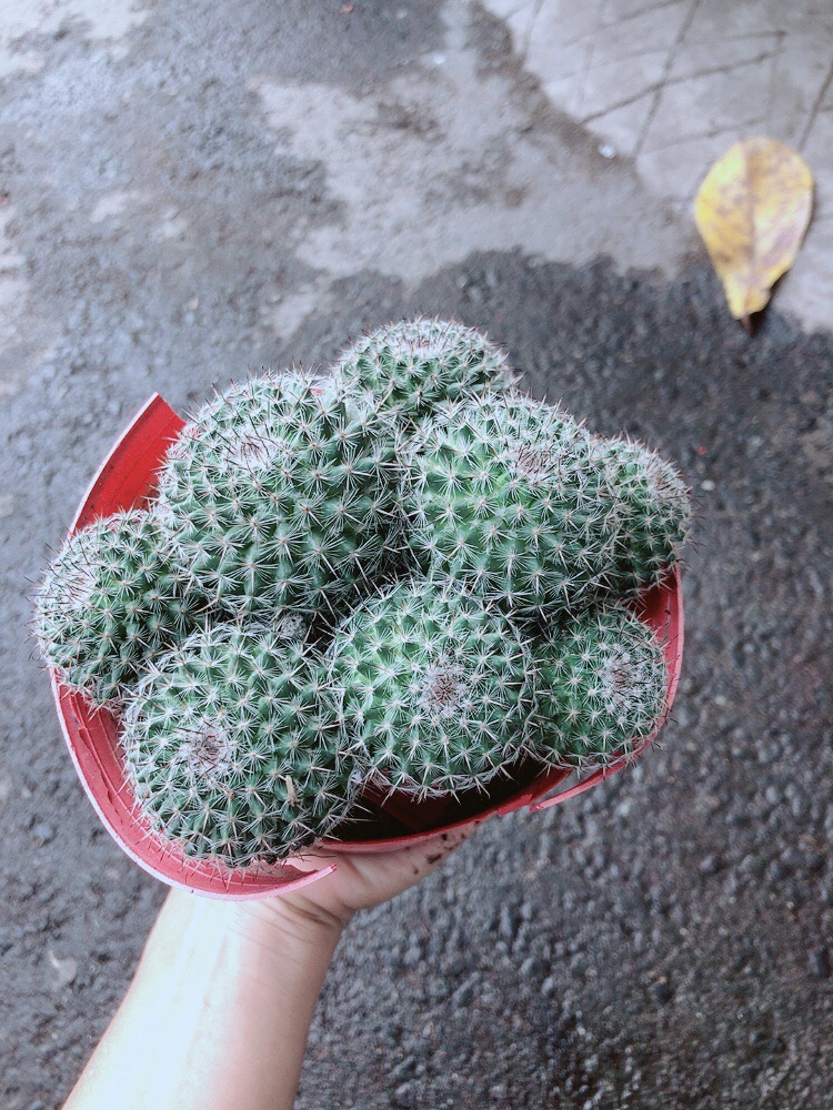Xương Rồng Bụi Bánh Sinh Nhật