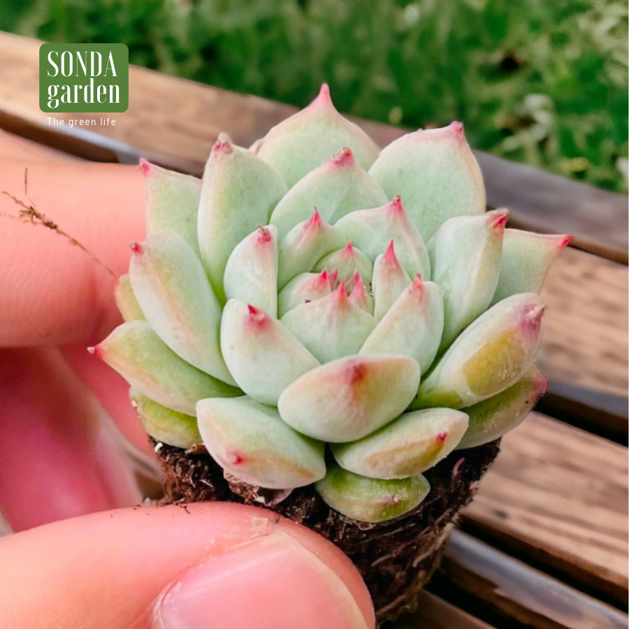 SEN ĐÁ TIỂU NGỌC SIZE MINI SIÊU KHỎE ĐẸP LỖI 1 ĐỔI 1