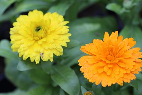 Hạt Giống Hoa Cúc ZINNIA Thấp Cây 50 hạt
