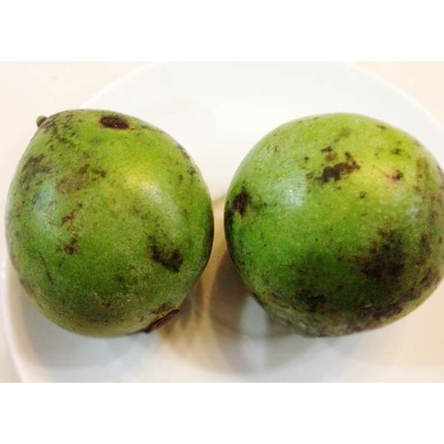 CÂY GIỐNG QUẢ DỌC NẤU CANH CHUA