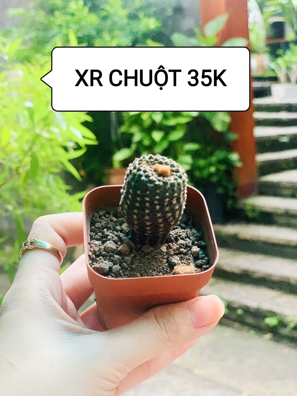 Xương rồng CHUỘT