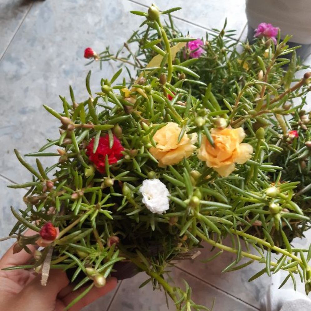 combo 3 chậu hoa 10 giờ THÁI - VIỆT - MỸ