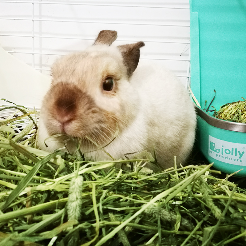 Supper Rabbit Cỏ Timothy 600gr