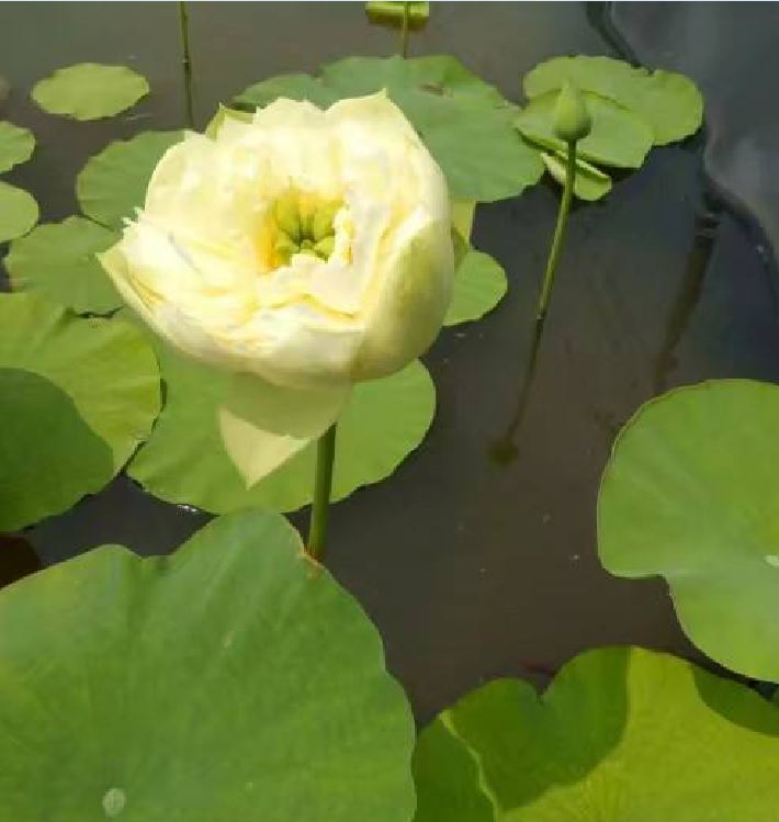 Hạt giống sen bạch diệp vàng-gói 5 hạt