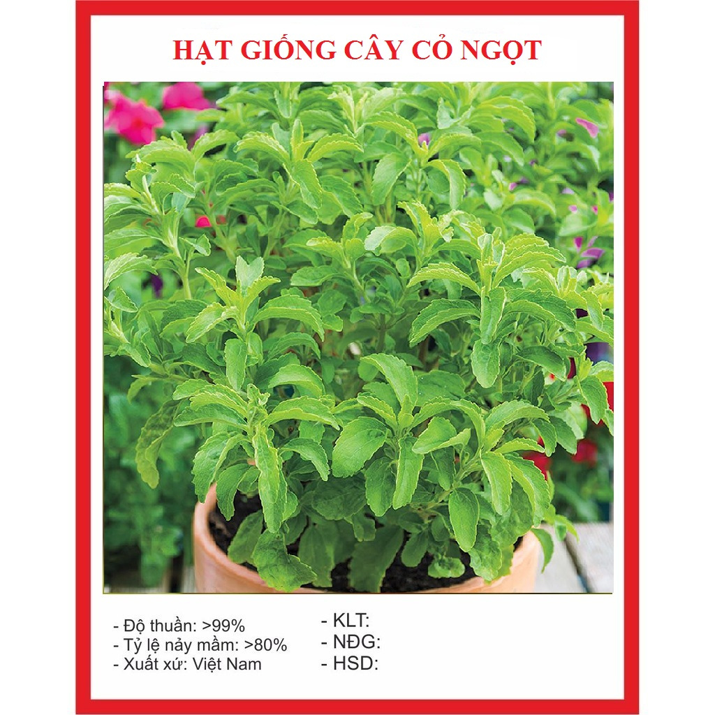 Hạt giống cây cỏ ngọt -Gói 20 Hạt