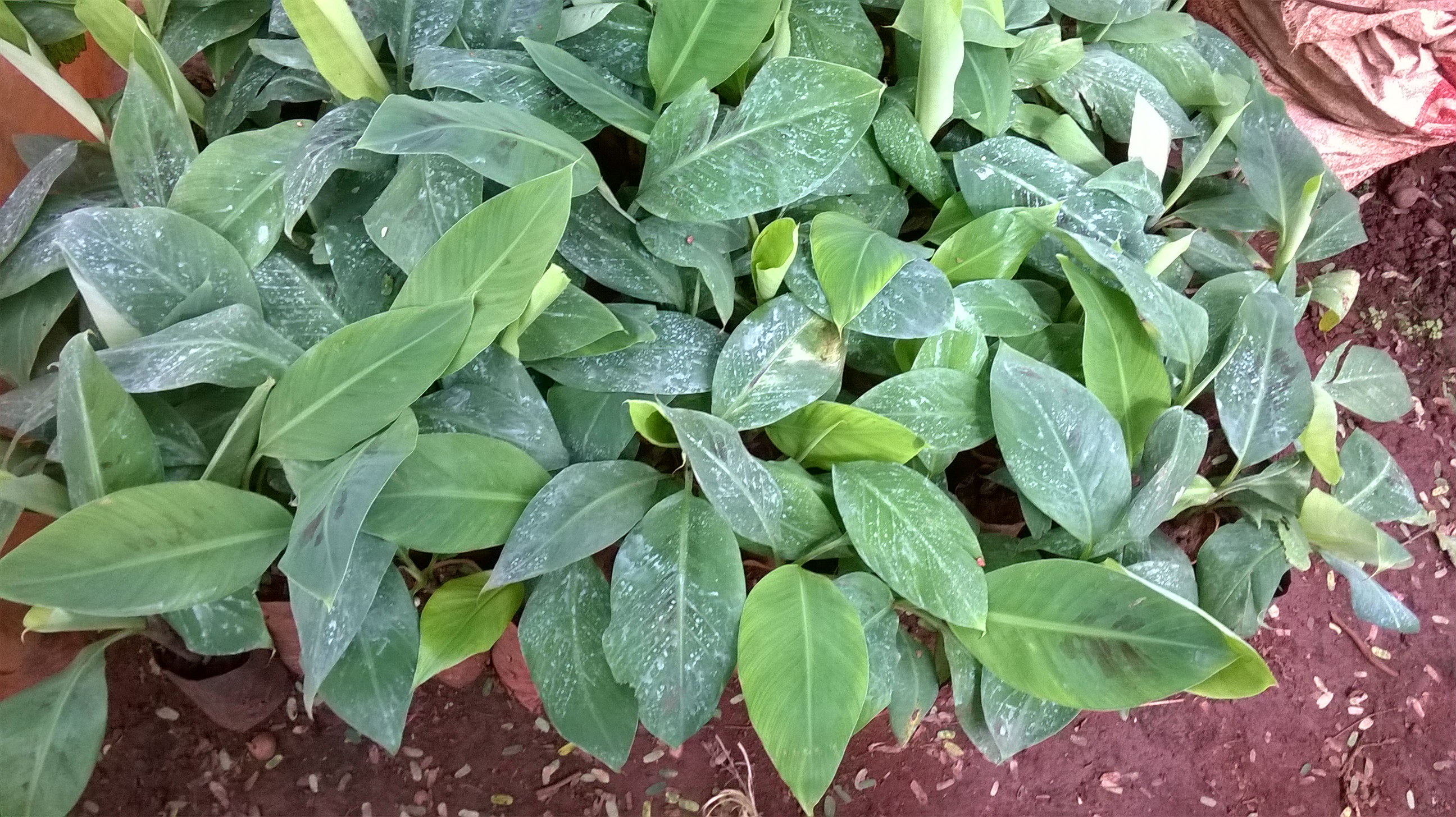 Cây giống Chuối Cau [ Dễ trồng, sinh trưởng tốt ].