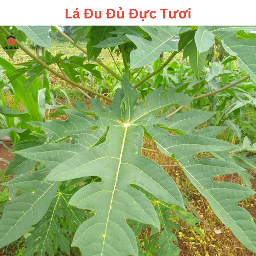 Lá Cây Đu Đủ Đực Tươi 500 gam.