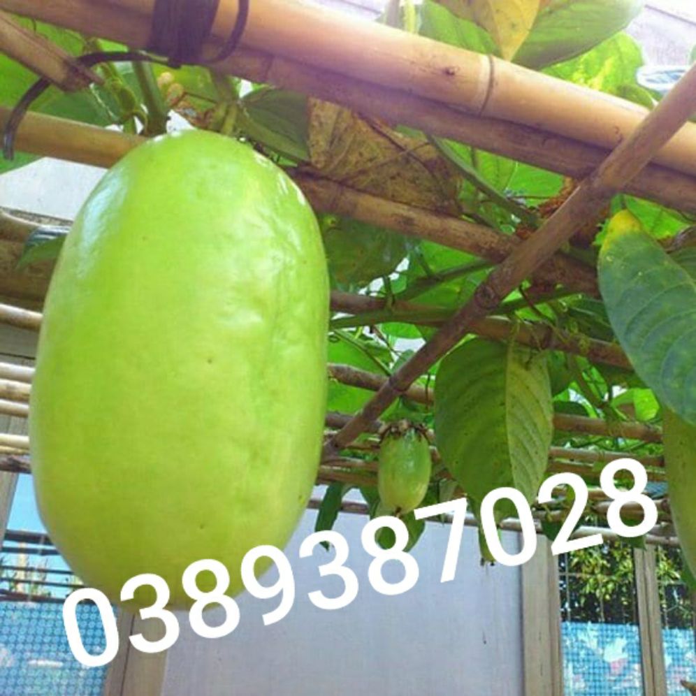 Trái dưa tây,2kg