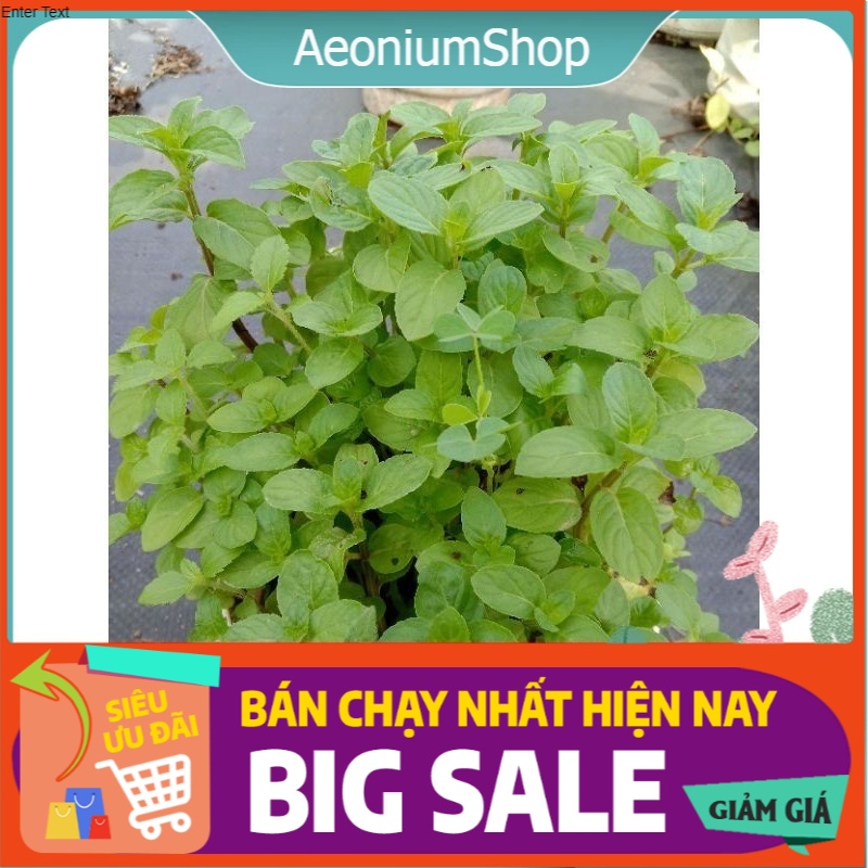 Cây bạc hà peppermint - bạc hà cay chậu lớn