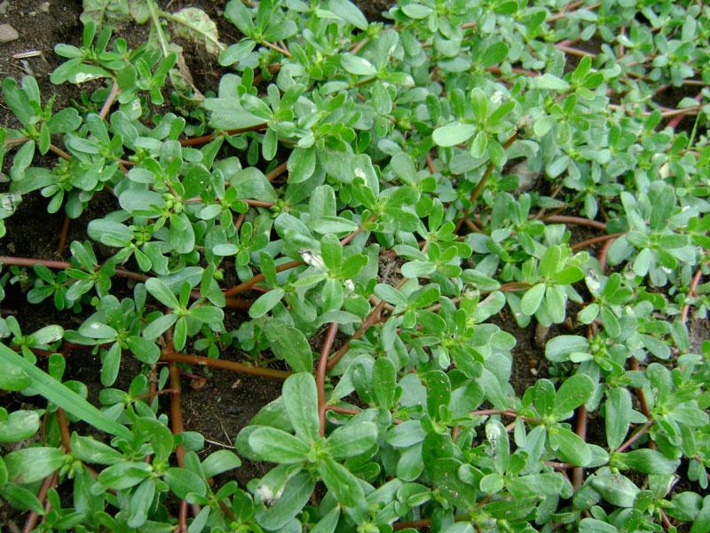 Hạt Giống Rau Sam Dễ Trồng, Phát Triển Nhanh Chóng