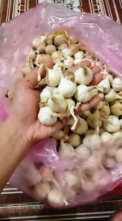 ( 500 GAM) TỎI LÝ SƠN CHÍNH GỐC  - ĐẶC SẢN LÝ SƠN