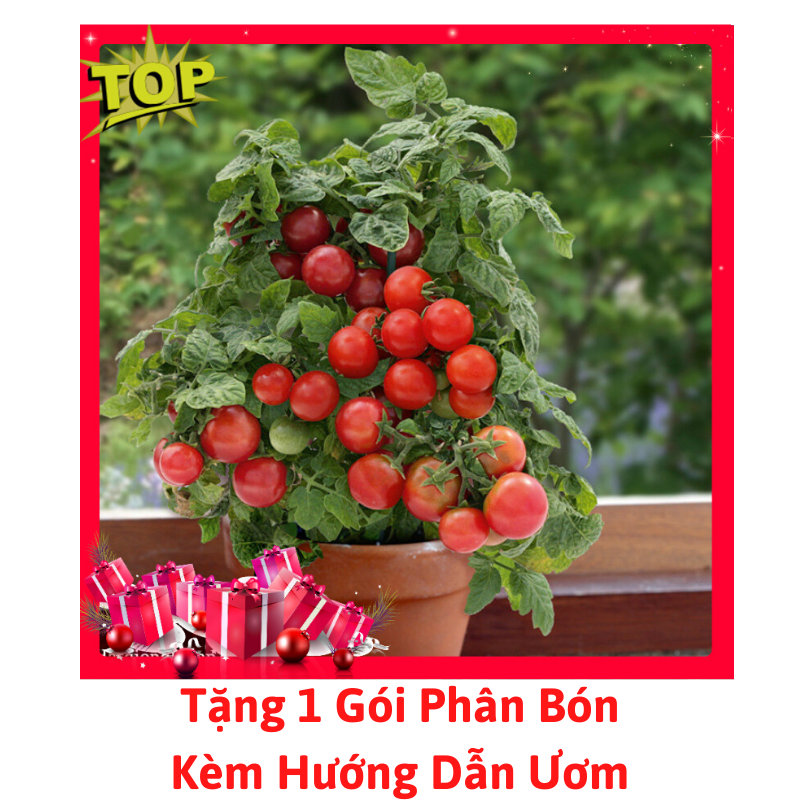 [Lấy mã giảm thêm 30%] Gói Hạt Giống Cà Chua Bi Đỏ Lùn