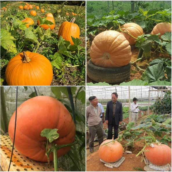 Bộ 6 gói Hạt giống Bí ngô khổng lồ - ( tặng 1 gói kíchthích hạt nảy mầm )