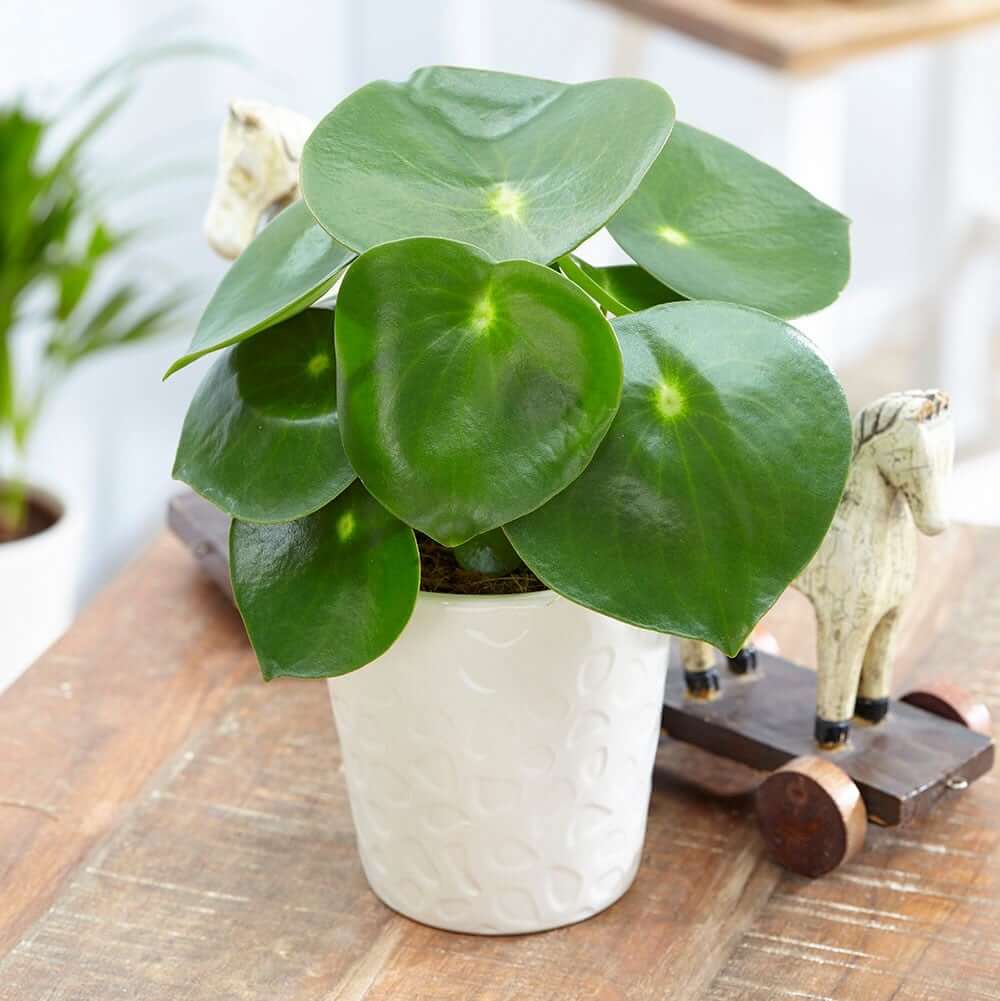 Cây Peperomia polybotrya Raindrop (Cây Giọt Mưa) chậu nhựa