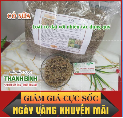 Cây cỏ sữa lá nhỏ 100g - thảo dược thanh bình