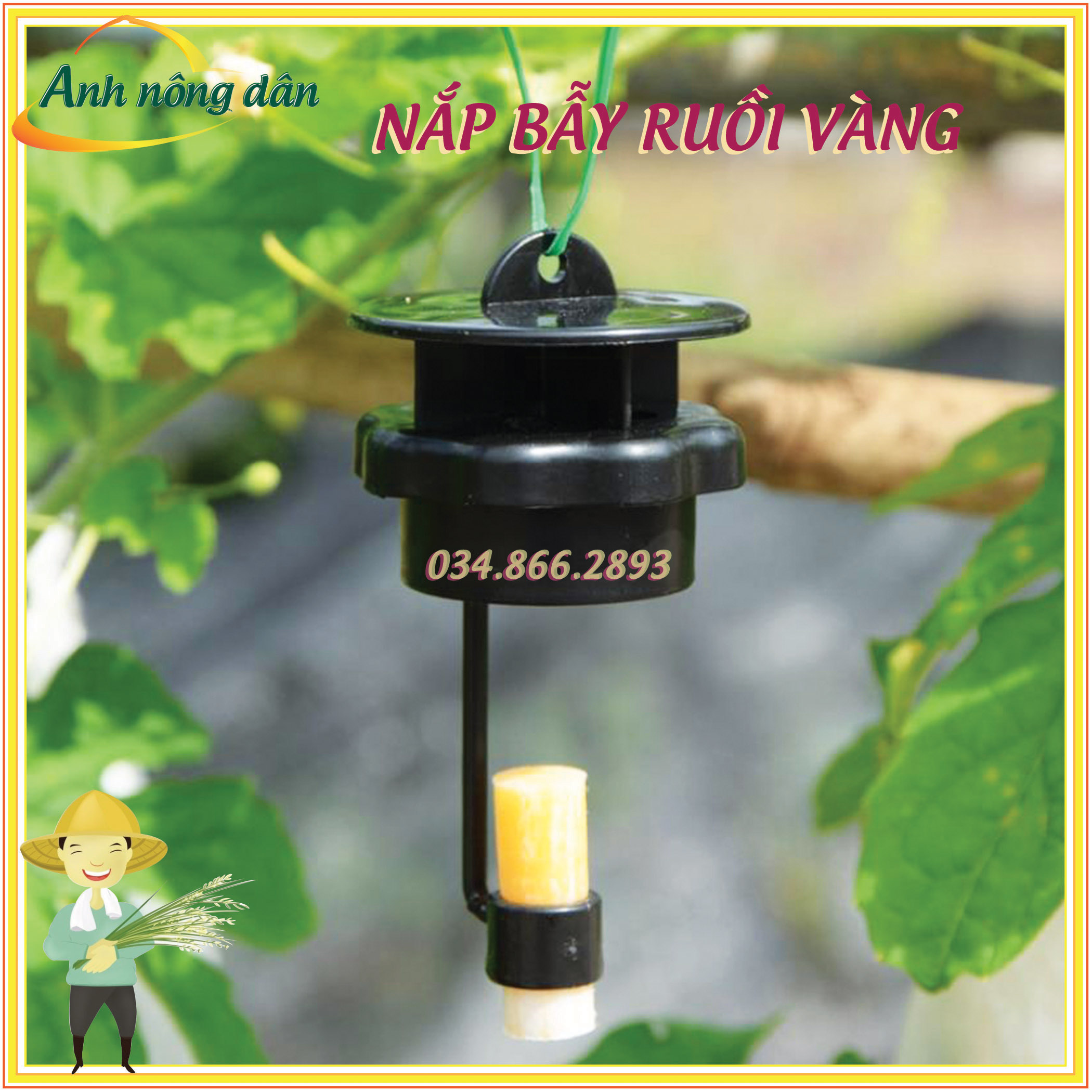 Nắp Bẫy ruồi vàng thế hệ mới + chất dẫn dụ mới
