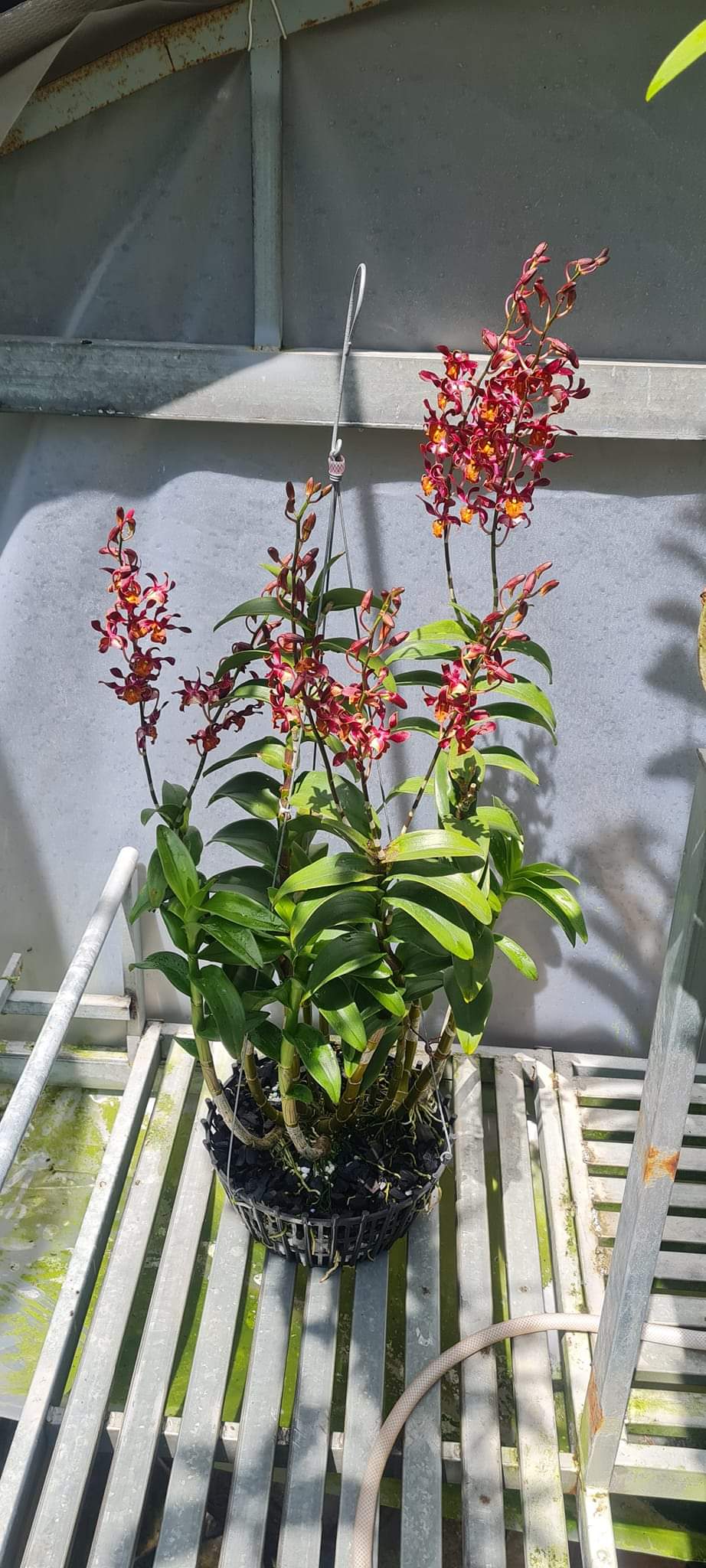 HOA LAN HOÁN LONG CÂY GIỐNG(7-12CM)