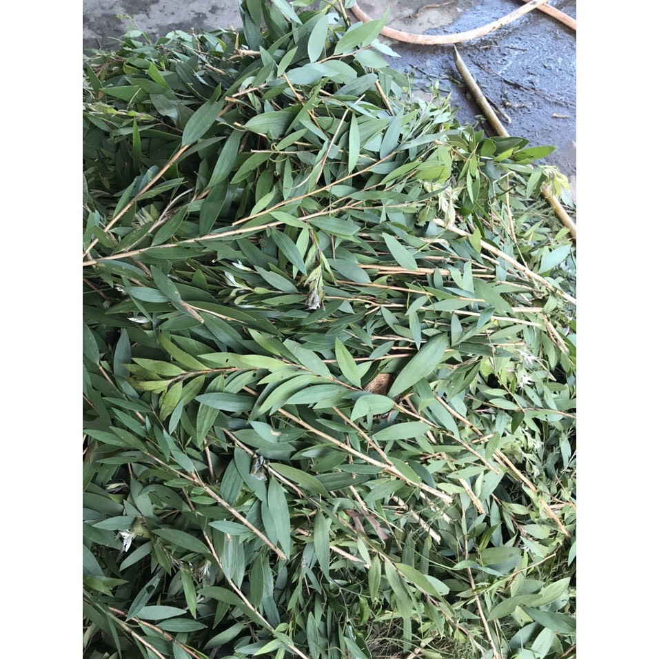 Tinh dầu tràm nguyên chất - 100ml