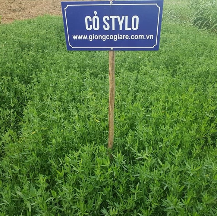 Hạt Giống Cỏ Chăn Nuôi Stylo