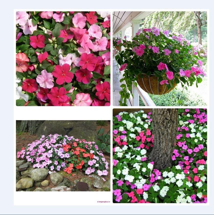 Hạt giống hoa mai địa thảo cánh đơn mix màu  ( 1 gói 20 hạt )