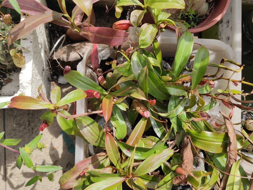 [HCM]Cây Nắp ấm thuần khí hậu (cây đã có ấm) cây bắt mồi