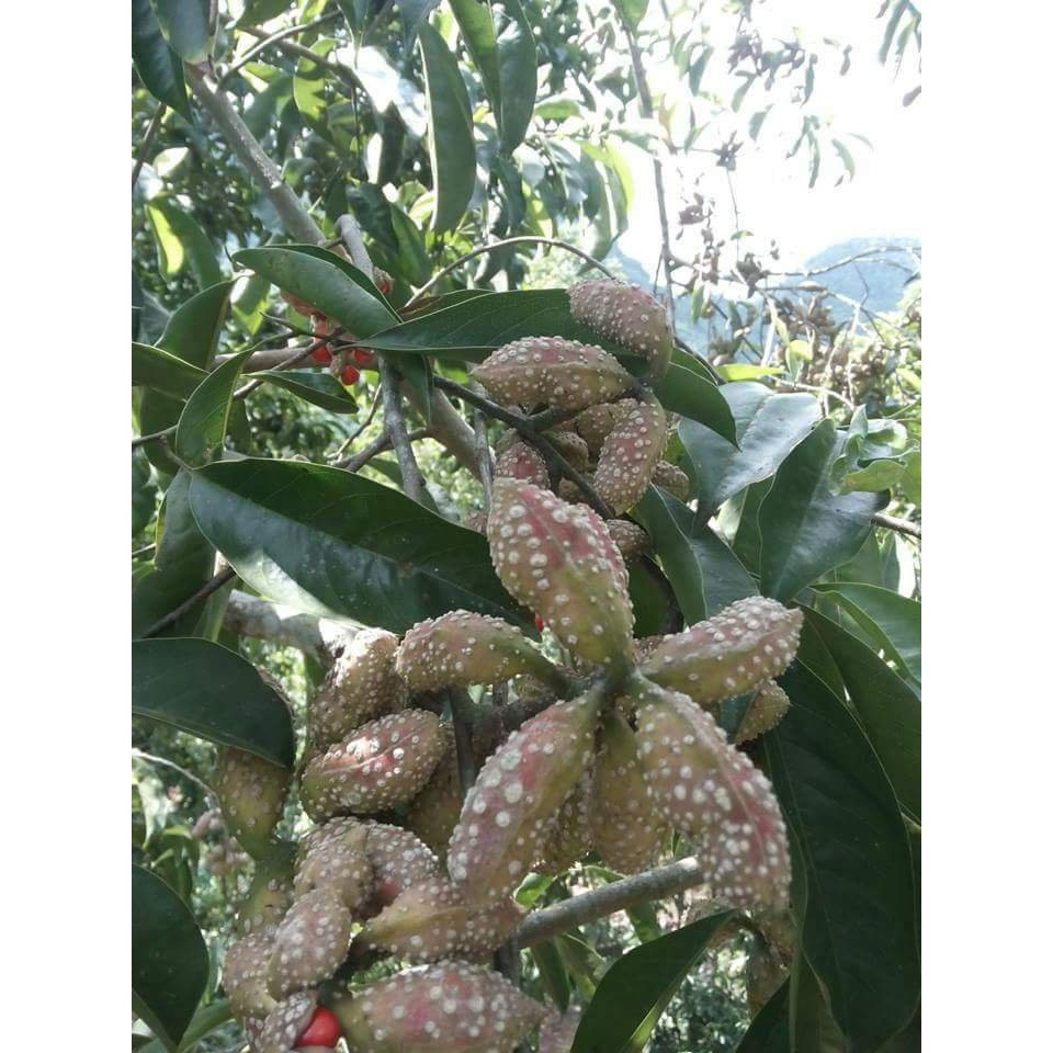 CÂY GIỐNG CÂY DỔI XANH