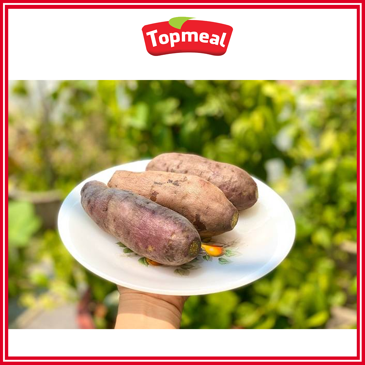 HCM - Khoai lang Nhật (500g)( trái to/nhỏ tùy theo đợt hàng ) - [Giao nhanh TPHCM]