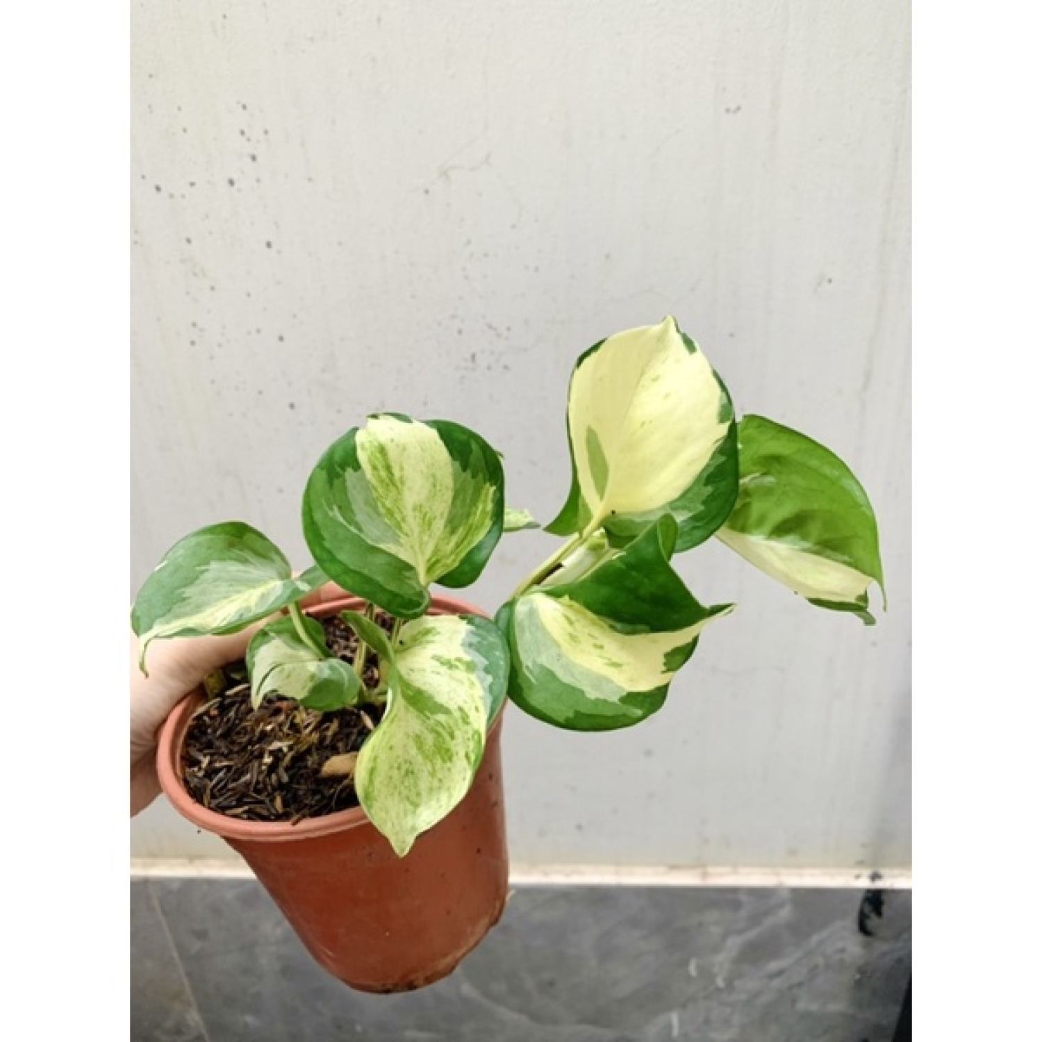 Chậu trầu bà Epipremnum aureum Manjula/ Majula photos